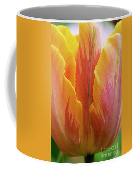 Tulipa Princess Irene;tulip Prinses Irene;triumph Tulip Coffee Mug featuring the photograph Tulip Prinses Irene Flower Close Up by Tim Gainey