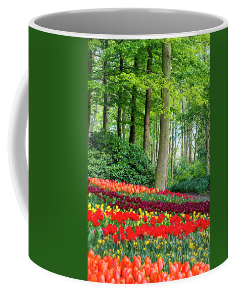 Jenny Rainbow Fine Art Photography Coffee Mug featuring the photograph Tulips Rows in Keukenhof by Jenny Rainbow