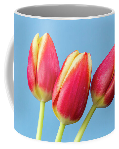 Tulips Coffee Mug featuring the photograph Tulips by Tanya C Smith