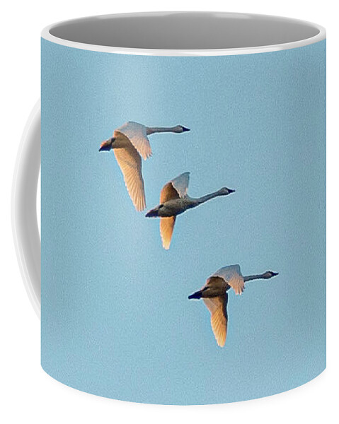 Birds Coffee Mug featuring the photograph Tundra Swan by Minnie Gallman