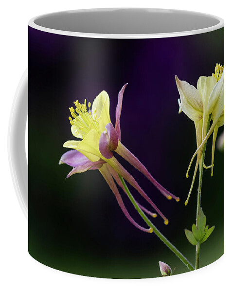 Anthers Coffee Mug featuring the photograph Two Columbine by Robert Potts
