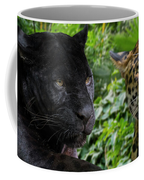 Melanism Coffee Mug featuring the photograph Two Jaguars by Arterra Picture Library