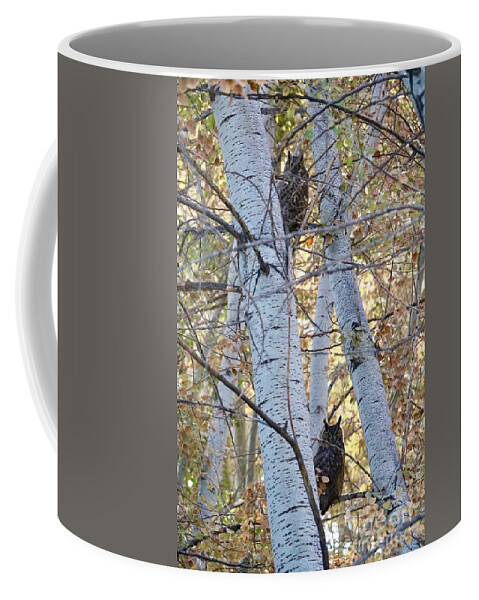 Owl Coffee Mug featuring the photograph Two Owls on Autumn Branches by Carol Groenen
