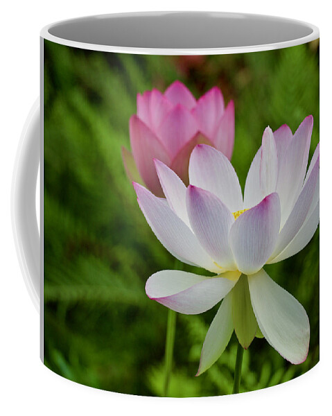 Blossom Coffee Mug featuring the photograph Two Pink Lotus Flowers in Bloom by L Bosco