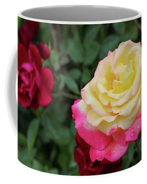 Rose Coffee Mug featuring the photograph Two Tone Beauty by Mary Anne Delgado