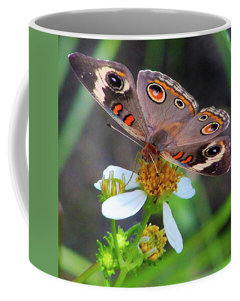 Butterfly Coffee Mug featuring the photograph Uncommon Buckeye by Michael Allard