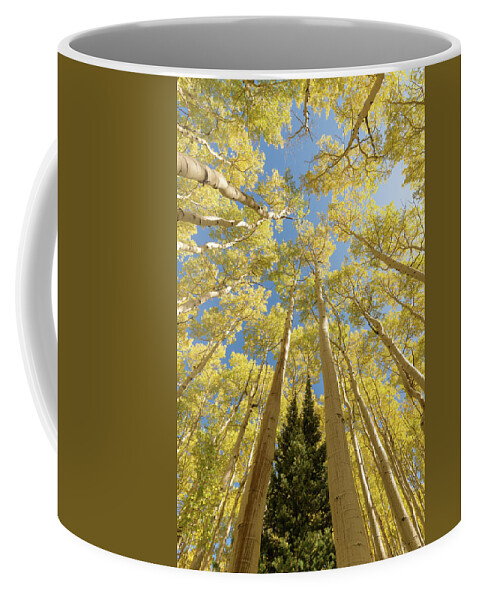 Forest Coffee Mug featuring the photograph Upward by Dustin LeFevre
