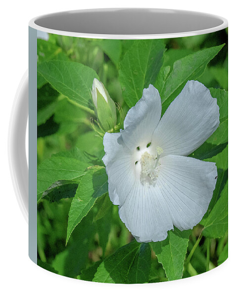 Nature Coffee Mug featuring the photograph Very Rare almost All-white Crimson-eyed Rosemallow DFL0995 by Gerry Gantt