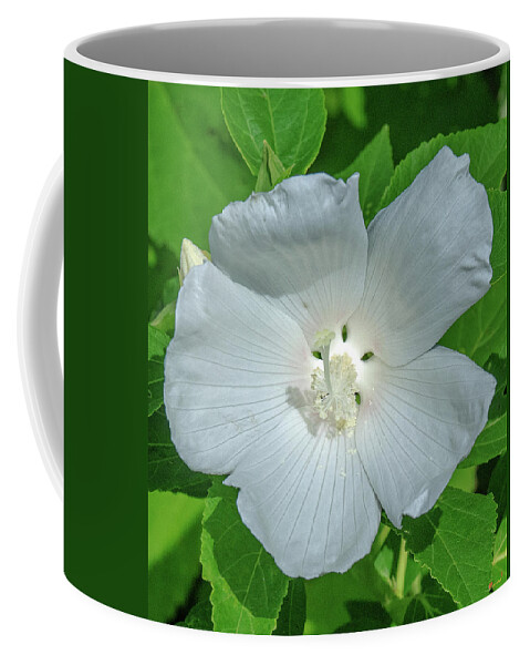 Nature Coffee Mug featuring the photograph Very Rare almost All-white Crimson-eyed Rosemallow DFL0996 by Gerry Gantt