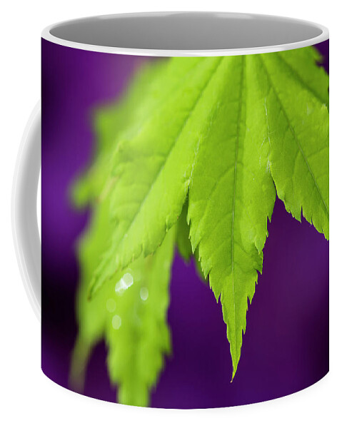Astoria Coffee Mug featuring the photograph Vine Maple Leaf by Robert Potts