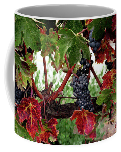 Wine Grapes In The Fall Coffee Mug featuring the photograph Vineyard in the Fall by Terri Brewster