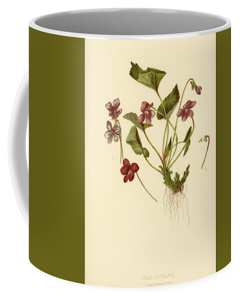 Flowers Coffee Mug featuring the mixed media Viola Cucullata Common Blue Violet by L Prang