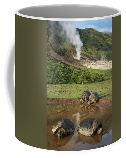 Animal Coffee Mug featuring the photograph Volcan Alcedo Giant Tortoises At Wallow by Tui De Roy