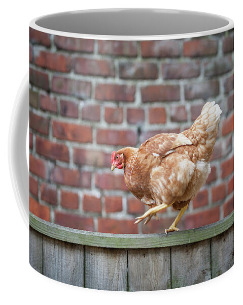 Anita Nicholson Coffee Mug featuring the photograph Walk the Line - Chicken walking along a wooden fence by Anita Nicholson
