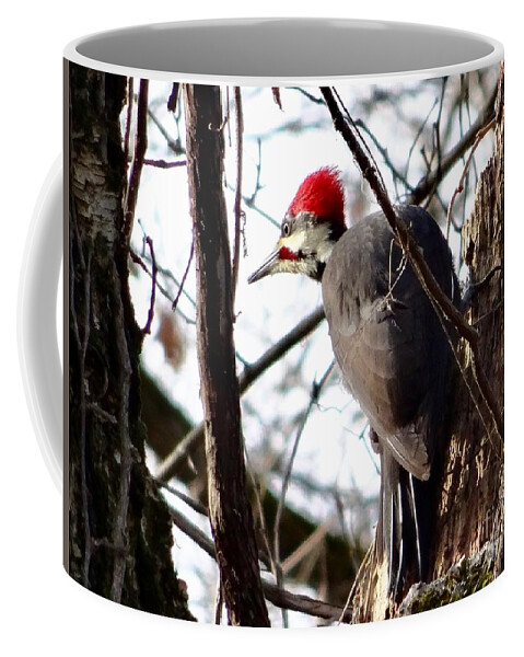 © 2018 Coffee Mug featuring the photograph WaryPileated by Christopher Plummer
