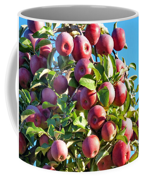 Apple Coffee Mug featuring the photograph Welcome Apple Pickers by Lyuba Filatova
