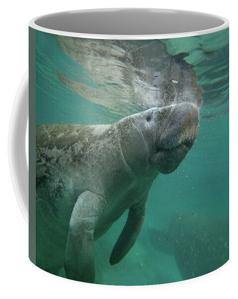 00544881 Coffee Mug featuring the photograph West Indiamanatee, Crystal River, Florida by Tim Fitzharris