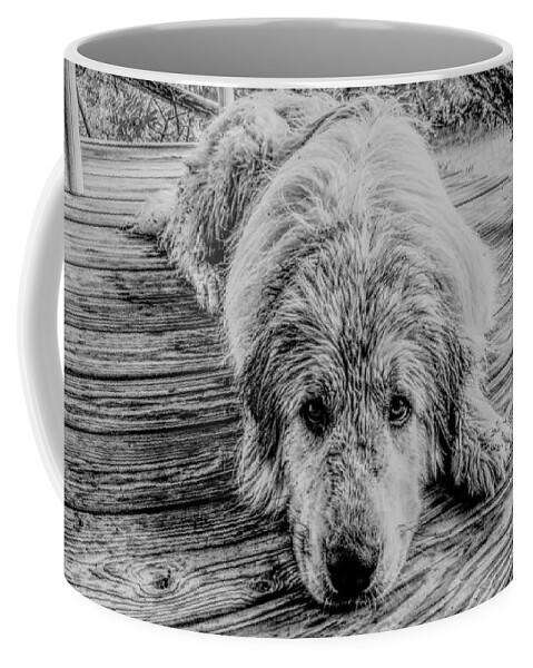Dog Coffee Mug featuring the photograph Wet Dog Beau by Ivars Vilums