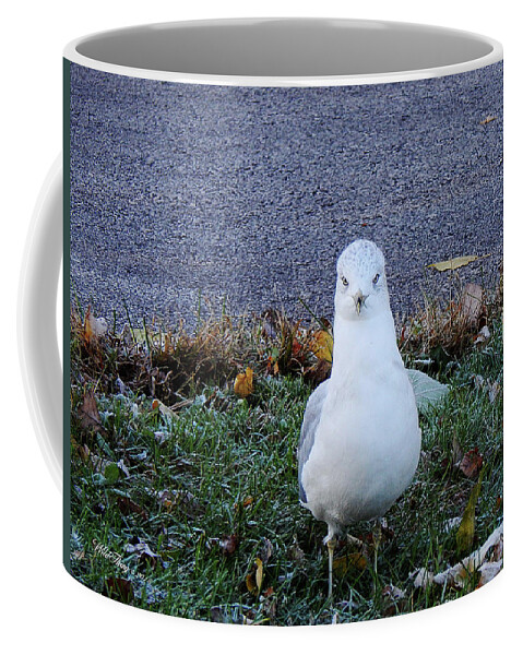 Autumn Coffee Mug featuring the photograph Whadda Are You Lookin At by Wild Thing