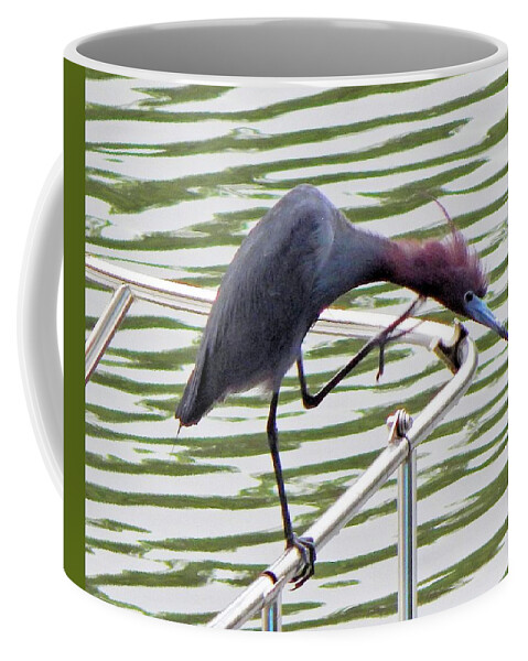 Birds Coffee Mug featuring the photograph Where's My Fish? by Karen Stansberry