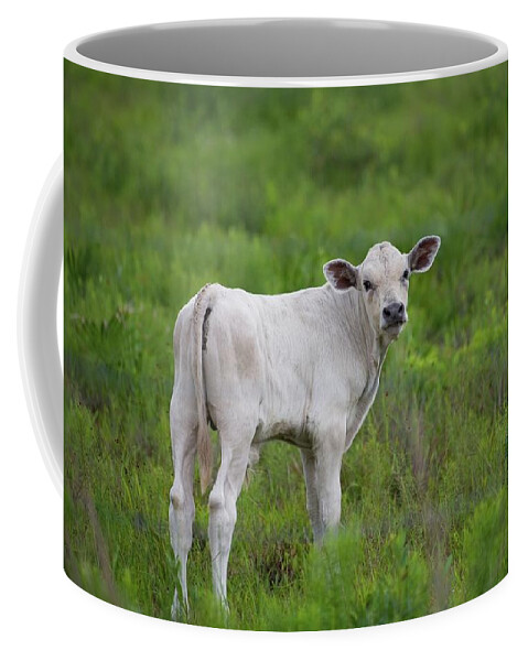 Animal Coffee Mug featuring the photograph White Calf Says Moove Along by T Lynn Dodsworth