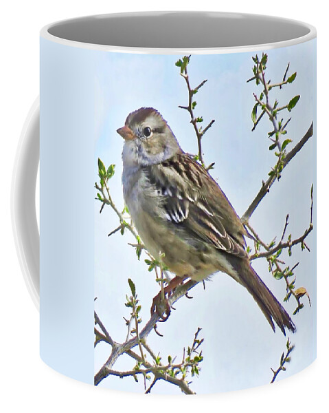 Affordable Coffee Mug featuring the photograph White-Crowned Sparrow on Creosote by Judy Kennedy