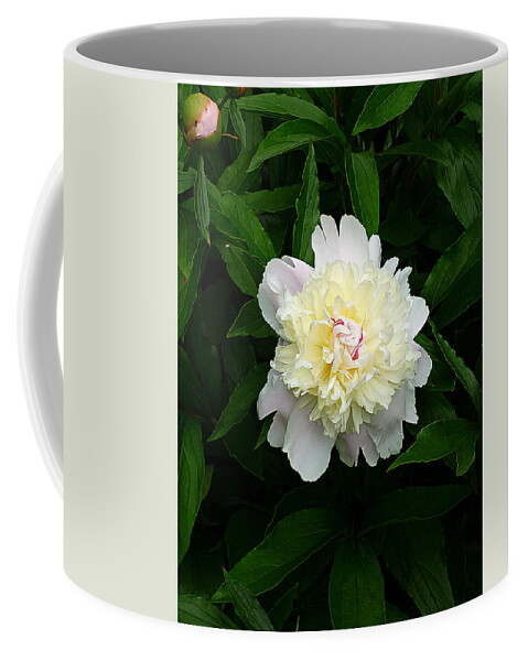 White Peony Coffee Mug featuring the photograph White Peony Solitaire by Mike McBrayer