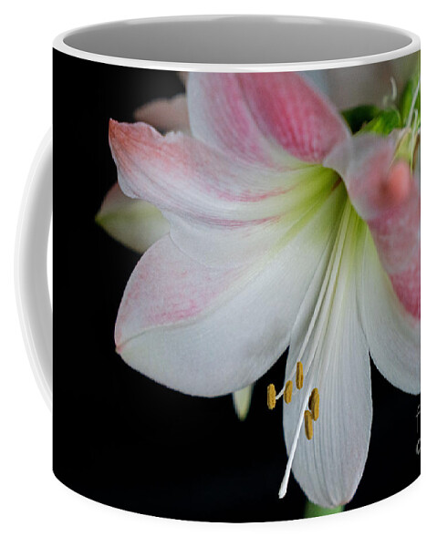 Flower Coffee Mug featuring the photograph White Pink flower by Leanne Lei