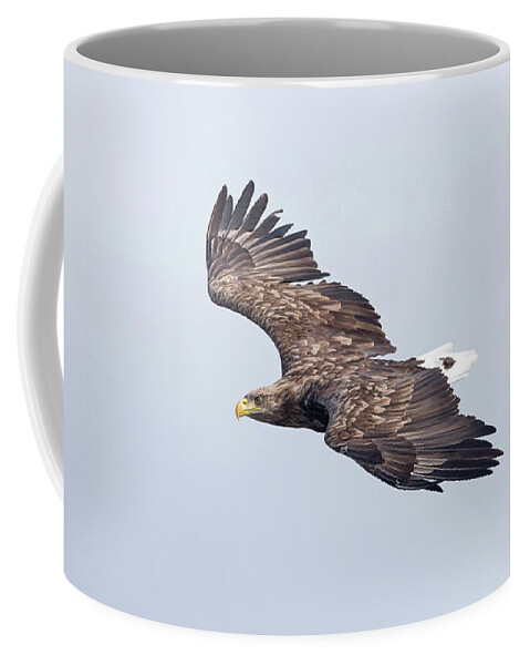White Coffee Mug featuring the photograph White-Tailed Eagle Approaching by Pete Walkden