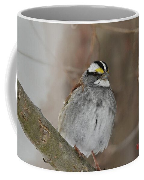 Sparrow Coffee Mug featuring the photograph White-throated Sparrow 2 by Ann Bridges