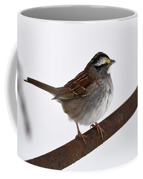 Sparrow Coffee Mug featuring the photograph White-throated Sparrow 3 by Ann Bridges