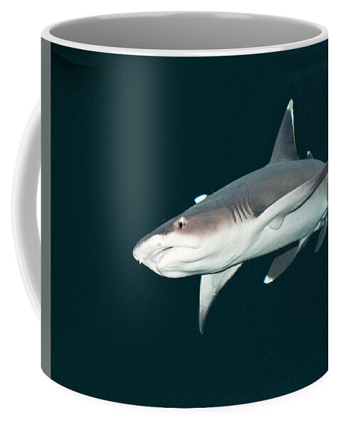 Shark Coffee Mug featuring the photograph White Tip Shark by Kelly Walkotten