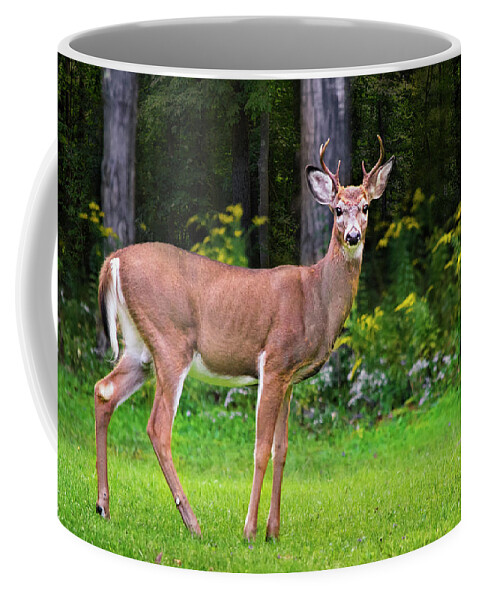 Whitetail Deer Coffee Mug featuring the photograph Whitetail Deer Buck by Christina Rollo