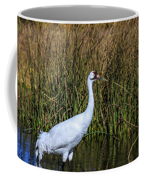 Crane Coffee Mug featuring the photograph Whooping Crane in Pond by Dawn Richards