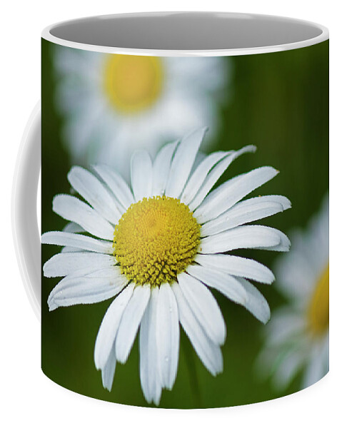 Flower Coffee Mug featuring the photograph Wild Daisies by Bob Decker