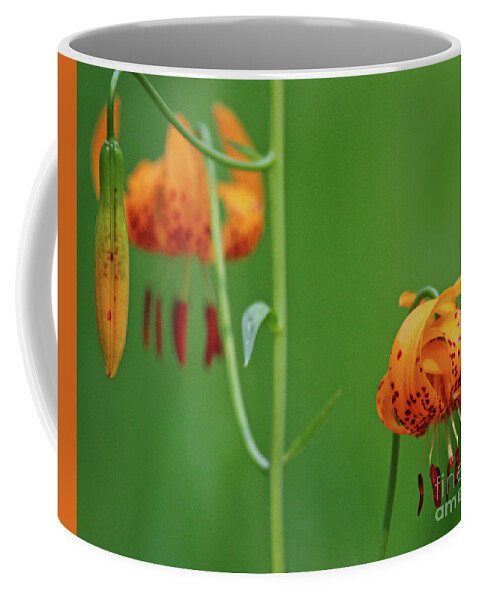 Tiger Lily Coffee Mug featuring the photograph Wild Tiger Lily by Terri Brewster