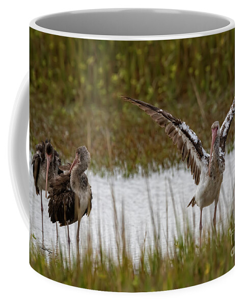 Ibis Coffee Mug featuring the photograph Wings of Youthful Beauty by DB Hayes