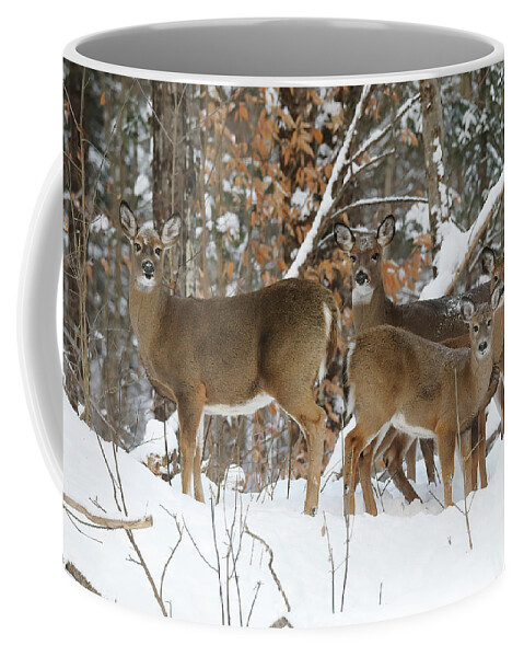 Deer Coffee Mug featuring the photograph Winter Deer by Duane Cross