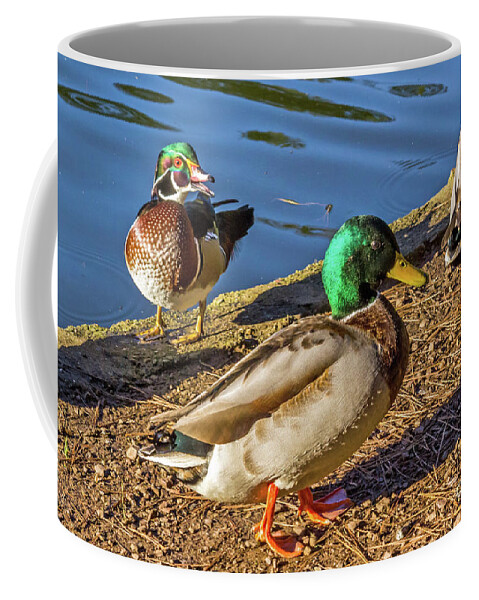 Wood Duck Coffee Mug featuring the photograph Wood Duck and Mallards by Kate Brown