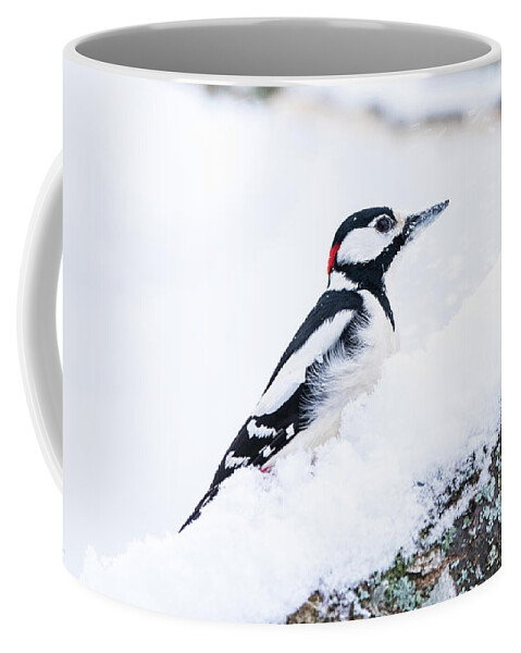 Woodpecker On Snow Coffee Mug featuring the photograph Woodpecker on a snowy branch by Torbjorn Swenelius