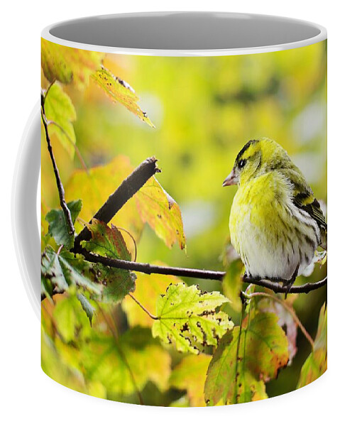 Cute Coffee Mug featuring the photograph Yellow bird by Top Wallpapers