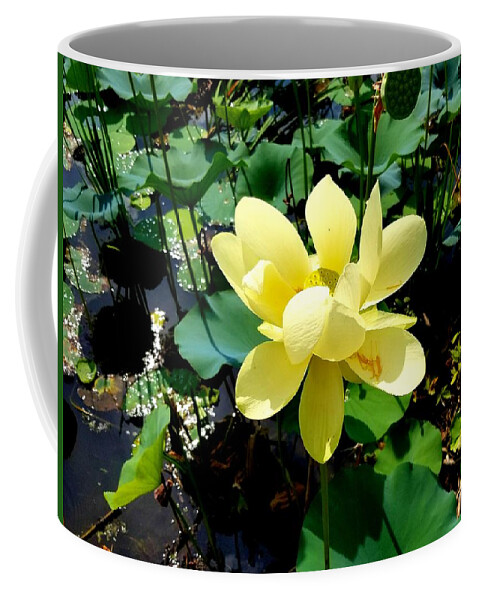 Yellow Coffee Mug featuring the photograph Yellow Flower by Joe Roache