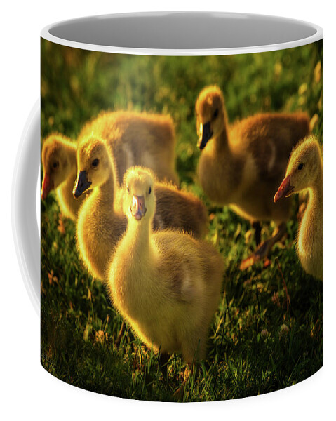 Goslings Geese Canada Geese Goose Grass Flowers Spring Green Yellow Wildlife Stoughton Wi Wisconsin Ducklings Coffee Mug featuring the photograph Wild yellow goslings in springtime grass and flowers by Peter Herman