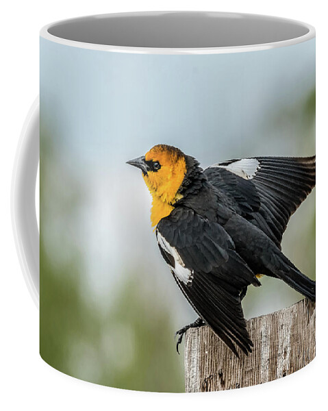 Yellow-headed Blackbird Coffee Mug featuring the photograph Yellow-Headed Blackbird by Yeates Photography