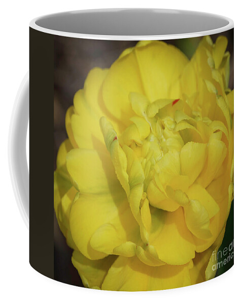 Flowers Coffee Mug featuring the photograph Yellow Parrot Tulip by Cathy Donohoue