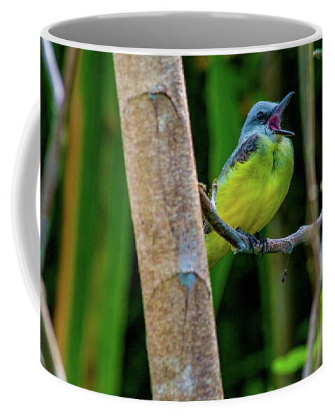 Songbird Coffee Mug featuring the photograph Yellow Throated Kingbird by Leslie Struxness