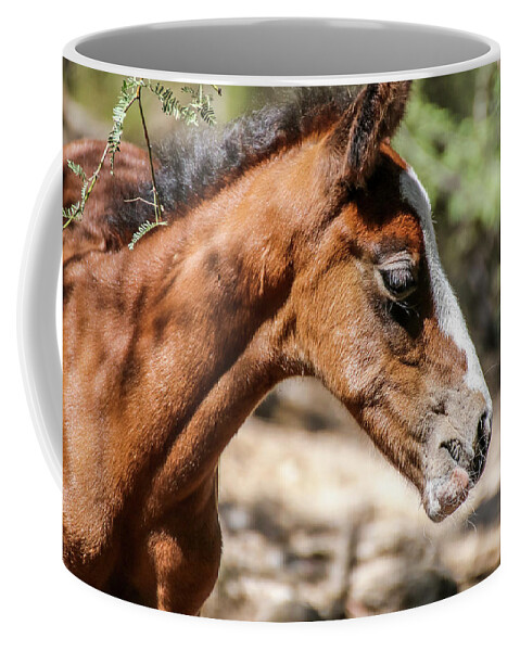 Arizona Coffee Mug featuring the photograph Young Filly Close Up by Dawn Richards
