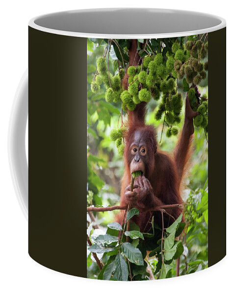 Suzi Eszterhas Coffee Mug featuring the photograph Young Orangutan Eating Fruit by Suzi Eszterhas