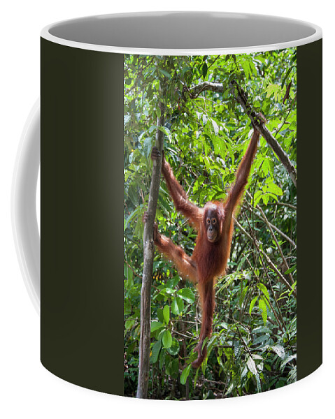 Suzi Eszterhas Coffee Mug featuring the photograph Young Orangutan Hanging Around by Suzi Eszterhas