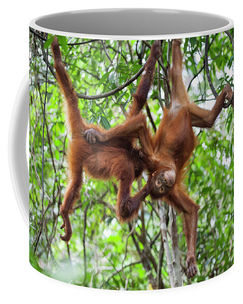 Suzi Eszterhas Coffee Mug featuring the photograph Young Orangutans Monkey Around by Suzi Eszterhas